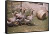 Flock of Geese on a Farm-William P. Gottlieb-Framed Stretched Canvas