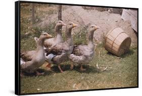 Flock of Geese on a Farm-William P. Gottlieb-Framed Stretched Canvas