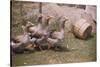 Flock of Geese on a Farm-William P. Gottlieb-Stretched Canvas