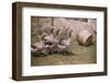 Flock of Geese on a Farm-William P. Gottlieb-Framed Photographic Print