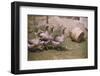 Flock of Geese on a Farm-William P^ Gottlieb-Framed Photographic Print