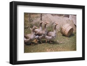 Flock of Geese on a Farm-William P. Gottlieb-Framed Photographic Print