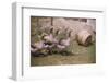 Flock of Geese on a Farm-William P^ Gottlieb-Framed Photographic Print