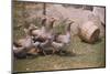 Flock of Geese on a Farm-William P^ Gottlieb-Mounted Photographic Print