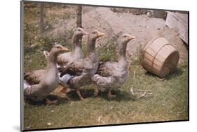 Flock of Geese on a Farm-William P. Gottlieb-Mounted Photographic Print