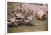 Flock of Geese on a Farm-William P. Gottlieb-Framed Photographic Print