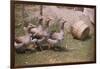 Flock of Geese on a Farm-William P. Gottlieb-Framed Photographic Print