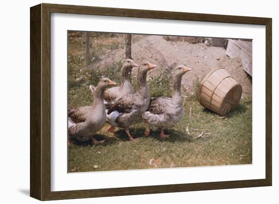 Flock of Geese on a Farm-William P. Gottlieb-Framed Photographic Print