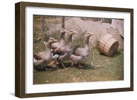 Flock of Geese on a Farm-William P. Gottlieb-Framed Photographic Print