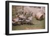 Flock of Geese on a Farm-William P. Gottlieb-Framed Photographic Print