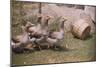 Flock of Geese on a Farm-William P. Gottlieb-Mounted Photographic Print