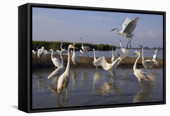 Flock of Great Egret (Ardea Alba) at Water, Pusztaszer, Hungary, May 2008-Varesvuo-Framed Stretched Canvas