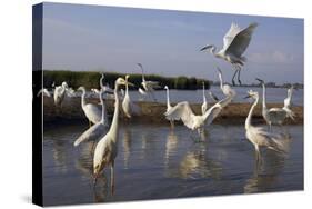 Flock of Great Egret (Ardea Alba) at Water, Pusztaszer, Hungary, May 2008-Varesvuo-Stretched Canvas