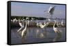 Flock of Great Egret (Ardea Alba) at Water, Pusztaszer, Hungary, May 2008-Varesvuo-Framed Stretched Canvas