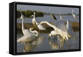 Flock of Great Egret (Ardea Alba) at Water, Pusztaszer, Hungary, May 2008-Varesvuo-Framed Stretched Canvas