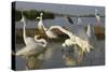 Flock of Great Egret (Ardea Alba) at Water, Pusztaszer, Hungary, May 2008-Varesvuo-Stretched Canvas