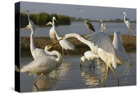 Flock of Great Egret (Ardea Alba) at Water, Pusztaszer, Hungary, May 2008-Varesvuo-Stretched Canvas