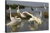 Flock of Great Egret (Ardea Alba) at Water, Pusztaszer, Hungary, May 2008-Varesvuo-Stretched Canvas