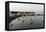 Flock of Great Egret (Ardea Alba) at Water, Pusztaszer, Hungary, May 2008-Varesvuo-Framed Stretched Canvas