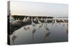 Flock of Great Egret (Ardea Alba) at Water, Pusztaszer, Hungary, May 2008-Varesvuo-Stretched Canvas