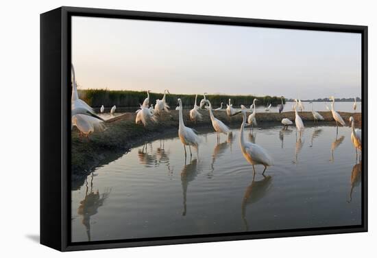 Flock of Great Egret (Ardea Alba) at Water, Pusztaszer, Hungary, May 2008-Varesvuo-Framed Stretched Canvas