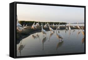 Flock of Great Egret (Ardea Alba) at Water, Pusztaszer, Hungary, May 2008-Varesvuo-Framed Stretched Canvas