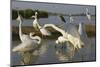 Flock of Great Egret (Ardea Alba) at Water, Pusztaszer, Hungary, May 2008-Varesvuo-Mounted Premium Photographic Print