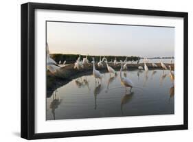 Flock of Great Egret (Ardea Alba) at Water, Pusztaszer, Hungary, May 2008-Varesvuo-Framed Photographic Print