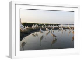 Flock of Great Egret (Ardea Alba) at Water, Pusztaszer, Hungary, May 2008-Varesvuo-Framed Photographic Print