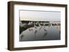 Flock of Great Egret (Ardea Alba) at Water, Pusztaszer, Hungary, May 2008-Varesvuo-Framed Photographic Print