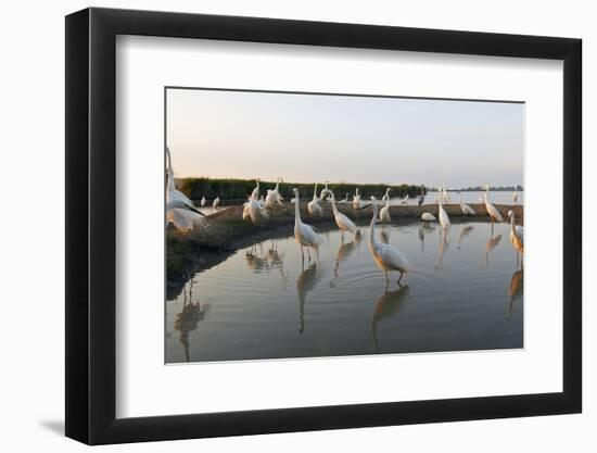 Flock of Great Egret (Ardea Alba) at Water, Pusztaszer, Hungary, May 2008-Varesvuo-Framed Photographic Print