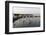 Flock of Great Egret (Ardea Alba) at Water, Pusztaszer, Hungary, May 2008-Varesvuo-Framed Photographic Print