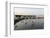 Flock of Great Egret (Ardea Alba) at Water, Pusztaszer, Hungary, May 2008-Varesvuo-Framed Photographic Print