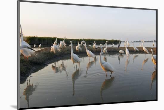 Flock of Great Egret (Ardea Alba) at Water, Pusztaszer, Hungary, May 2008-Varesvuo-Mounted Photographic Print