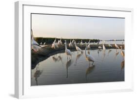 Flock of Great Egret (Ardea Alba) at Water, Pusztaszer, Hungary, May 2008-Varesvuo-Framed Photographic Print