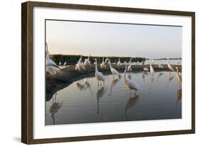 Flock of Great Egret (Ardea Alba) at Water, Pusztaszer, Hungary, May 2008-Varesvuo-Framed Photographic Print