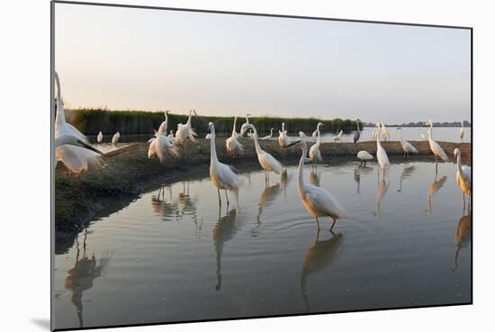 Flock of Great Egret (Ardea Alba) at Water, Pusztaszer, Hungary, May 2008-Varesvuo-Mounted Photographic Print