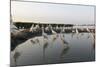 Flock of Great Egret (Ardea Alba) at Water, Pusztaszer, Hungary, May 2008-Varesvuo-Mounted Photographic Print