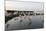 Flock of Great Egret (Ardea Alba) at Water, Pusztaszer, Hungary, May 2008-Varesvuo-Mounted Photographic Print