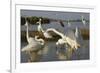 Flock of Great Egret (Ardea Alba) at Water, Pusztaszer, Hungary, May 2008-Varesvuo-Framed Photographic Print