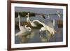 Flock of Great Egret (Ardea Alba) at Water, Pusztaszer, Hungary, May 2008-Varesvuo-Framed Photographic Print