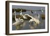 Flock of Great Egret (Ardea Alba) at Water, Pusztaszer, Hungary, May 2008-Varesvuo-Framed Photographic Print