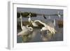 Flock of Great Egret (Ardea Alba) at Water, Pusztaszer, Hungary, May 2008-Varesvuo-Framed Photographic Print