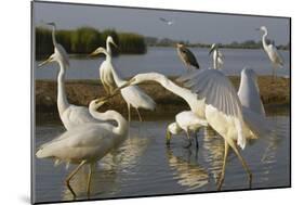 Flock of Great Egret (Ardea Alba) at Water, Pusztaszer, Hungary, May 2008-Varesvuo-Mounted Photographic Print