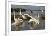 Flock of Great Egret (Ardea Alba) at Water, Pusztaszer, Hungary, May 2008-Varesvuo-Framed Photographic Print