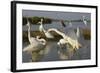 Flock of Great Egret (Ardea Alba) at Water, Pusztaszer, Hungary, May 2008-Varesvuo-Framed Photographic Print