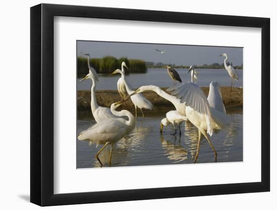 Flock of Great Egret (Ardea Alba) at Water, Pusztaszer, Hungary, May 2008-Varesvuo-Framed Photographic Print