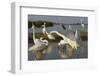 Flock of Great Egret (Ardea Alba) at Water, Pusztaszer, Hungary, May 2008-Varesvuo-Framed Photographic Print