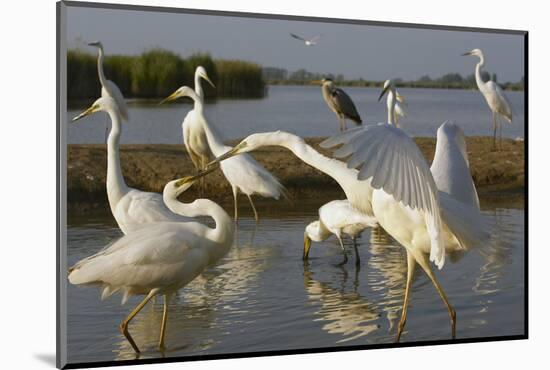 Flock of Great Egret (Ardea Alba) at Water, Pusztaszer, Hungary, May 2008-Varesvuo-Mounted Photographic Print