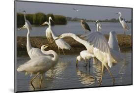 Flock of Great Egret (Ardea Alba) at Water, Pusztaszer, Hungary, May 2008-Varesvuo-Mounted Photographic Print